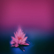 pink lily on dark water surface