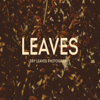 Dry Leaves Photography