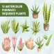 12 Watercolor Fibonacci Sequence Plants Graphics