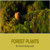 8K UltraHD Forest Plants Backgrounds Set