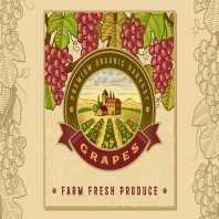 Vintage Colorful Grapes Harvest Label