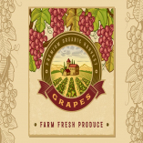 Vintage Colorful Grapes Harvest Label