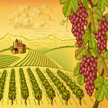 Vineyard Valley Landscape