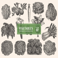 Vintage Vegetable Illustrations Vol. 7