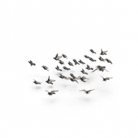 Flocking Birds